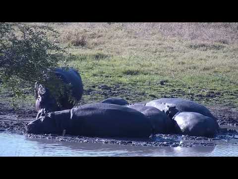 Djuma: Hippos, mating Egyptian Geese and Terrapins - 15:31 - 08/13/2023