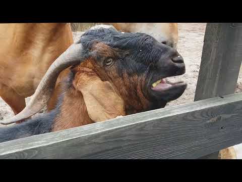 Zagroda Zalipie - karmienie zwierząt 18 lipca 2018 r.