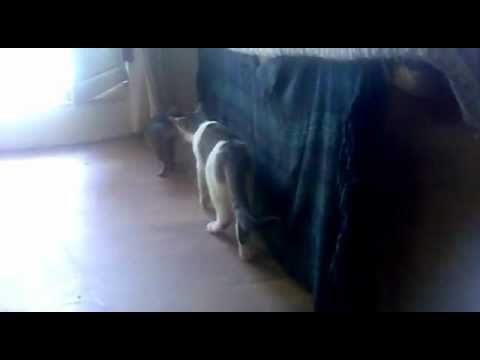 Niamh the kitten playing with Stephen.