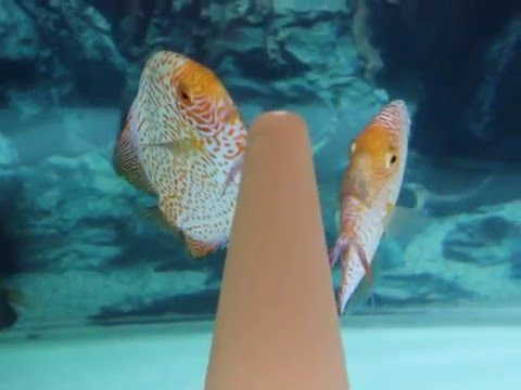 Discus fish laying eggs