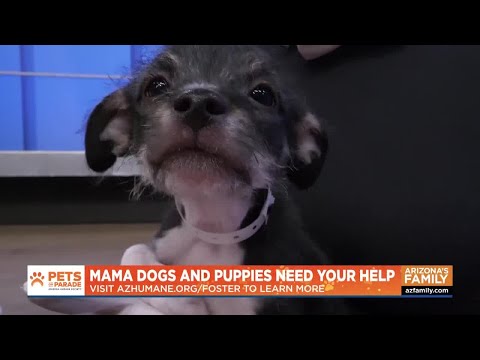 Pets on Parade | Adoptable Pets in Arizona | Nov. 1, 2025 - YouTube