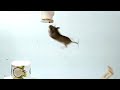 Jumping Wild Circus Mouse