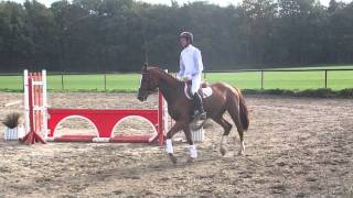 Video von Palm Beach 31