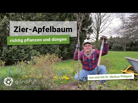 Zier-Apfelbaum bei Lehmboden richtig pflanzen. Mit Dünger, Pflanzanleitung und Bodenvorbereitung