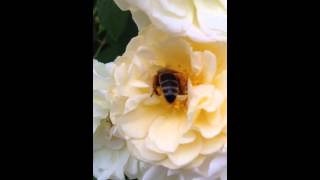 Summ summ summ Bienchen summ herum