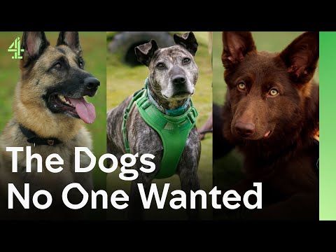 Forgotten Rescue Dogs That No One Wanted Defy the Odds | The Dog House 🐶 | Compilation