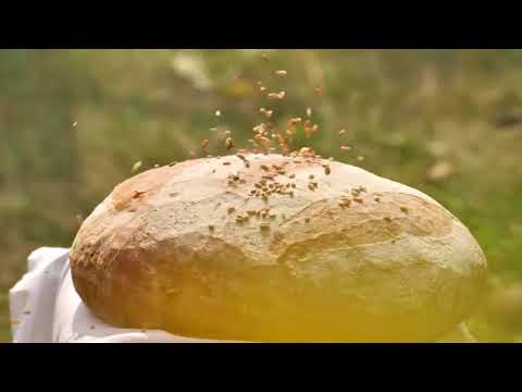 Pieśń Ariów - PaproDziad