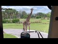 Kilimanjaro Safaris Tour Walt Disney World 50th Anniversary African Safari Animals
