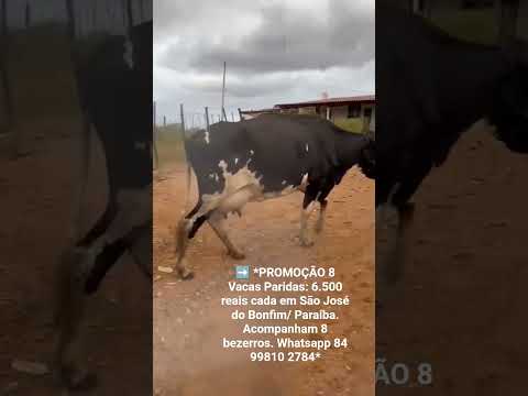 8 Vacas Paridas: 6.500 reais cada em São José do Bonfim/ Paraíba. Acompanham 8 bezerros.#gado
