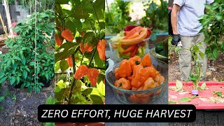 AMATEUR GARDENER IGNORES PEPPER PLANT...STUNS EXPERTS