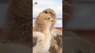 Chicken Sounds (The Innocent Peeps of Two Baby Chicks)