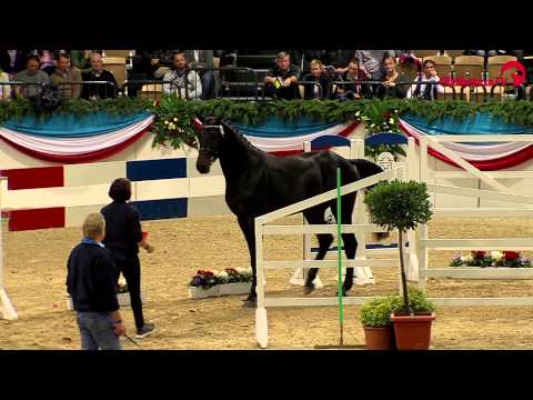 Dio Cabrio v. Diarado - Caretino / Hengstvorführung Vechta 2015 / Böckmann Pferde
