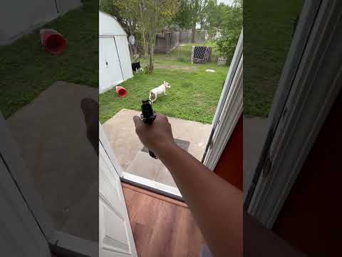 The Umarex Strike Point Air Gun Review