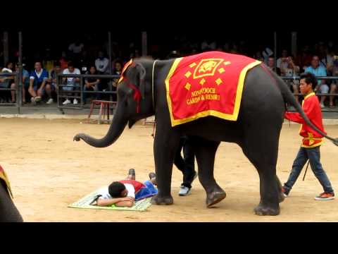 IOI 2011 - The Elephant Show - Massage