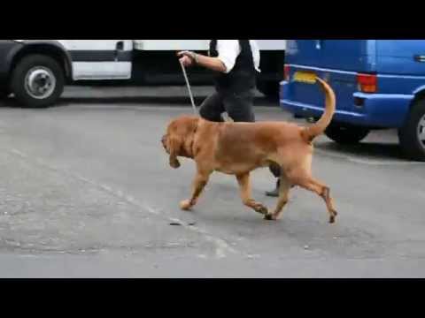 HECTOR OF LUFON ROYAL PRIDE 'Balou'