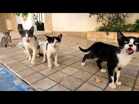 Kittens With Their Mother Ask For Food With Gentle Meow.