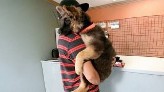 When Puppies Turn Into Little Humans 🤣 Funny Dog and Human
