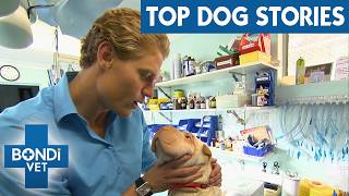 Most Shocking Dog Cases With Happy Endings | Bondi Vet