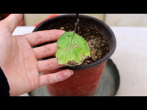 , title : '茄子的叶子发黄干枯，不注意细节，只剩杆子'