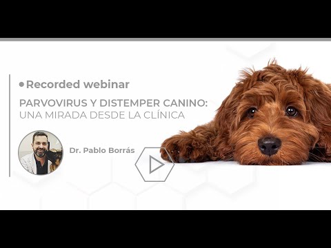 Parvovirus y Distemper canino: una mirada desde la clínica