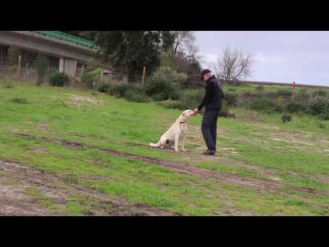 Vídeo de YOGI