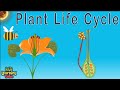 Plant Life Cycle for Kids/Seed Germination