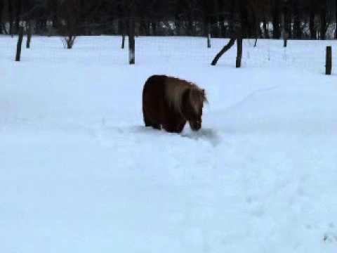 Aurelia und Lotty im Tiefschnee (13.02.2010)