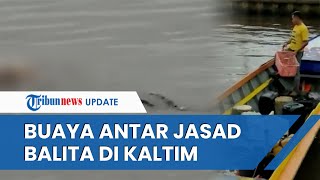 Seekor Buaya Menghantar Jasad Balita yang Tenggelam di Kaltim, Masih Utuh dan Tak Ada Bekas Cabikan