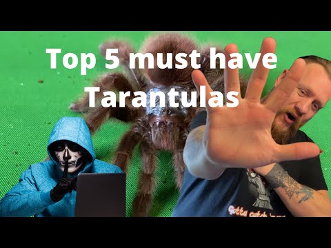 Top 5 must have tarantulas