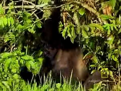 Ndoki Rain Forest | National Geographic