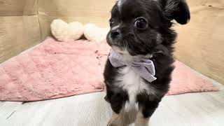 チワワ（ロング）の動画01