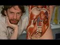 Spleen Anatomy