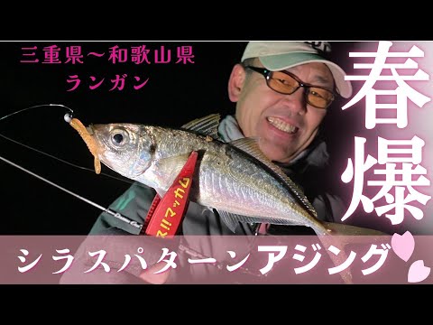 初春！シラスベイトについた気難しいアジを攻略、和歌山・三重【ドリームアップ・倉本啓二】