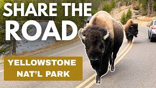 Buffalo (BISON) Yellowstone National Park | Winter