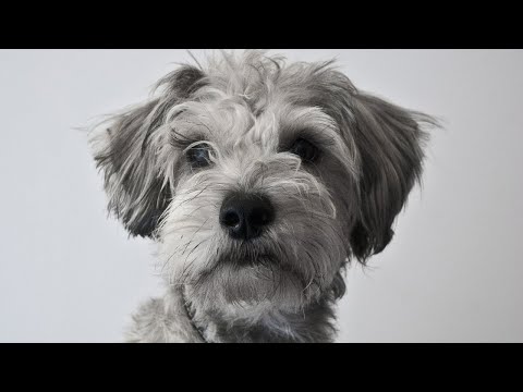 Funny Dogs and Cat | Funniest Pets | Anusha HW channel