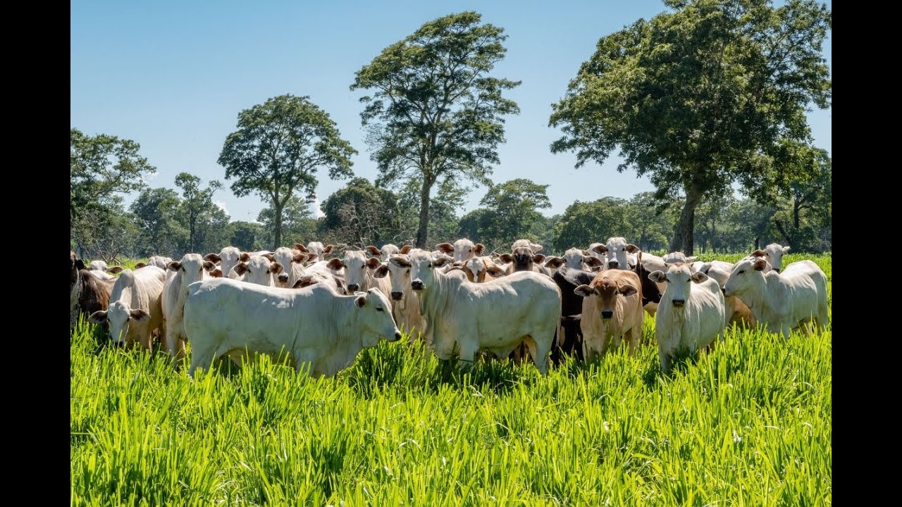 Fazenda Redentor - Bovinocultura Sustentável