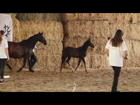 First Look v. Mount Etna xx - Hibiskus