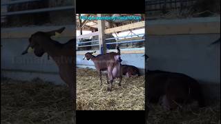 Download lagu proses kambing melahirkan #kambing #domba #melahirkan #shorts mp3