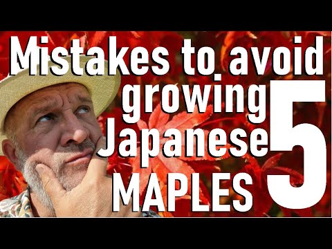 Five mistakes to avoid growing Japanese maples - Acer palmatum