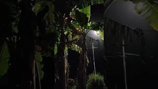 Download lagu Bikin galau||suasana malam di kampung waktu hujan#shorts mp3 Download lagu Bikin galau||suasana malam di kampung waktu hujan#shorts mp3
