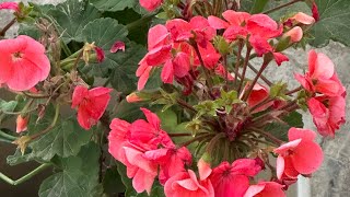 Coral Blushing Blooms: A Vibrant Geranium in Full Splendor #beautiful #new #flower #shorts #geranium