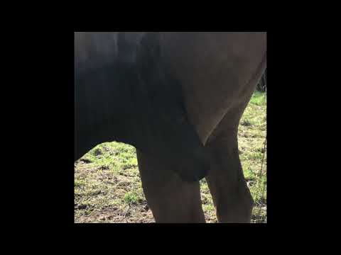 Total McLaren x Fürsten-Look geb. 01.04.2021