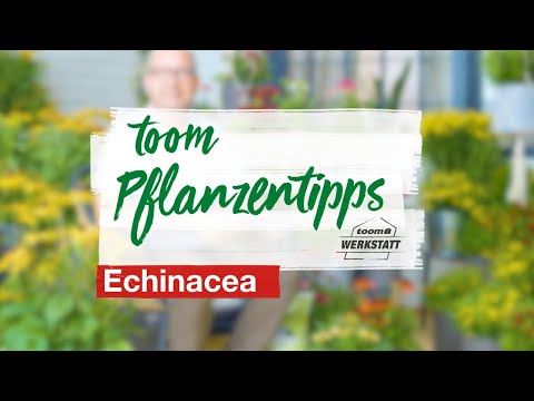 toom Pflanzentipps: Echinacea | toom Baumarkt