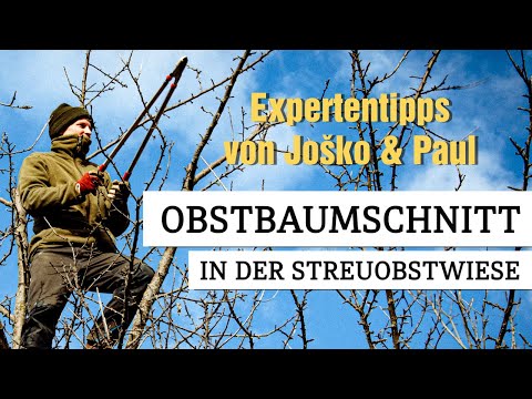 Obstbaumschnitt in der Streuobstwiese mit Expertentipps von Josko und Paul