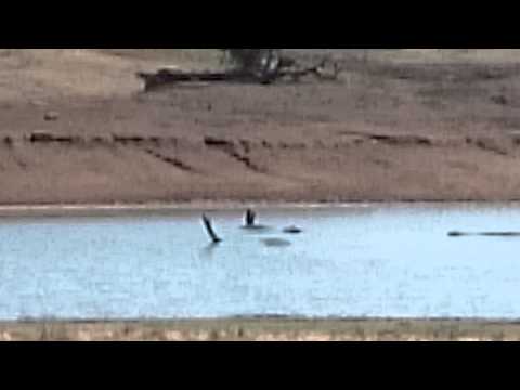 Giraffes and Hippos drink at the sea Kruger Park