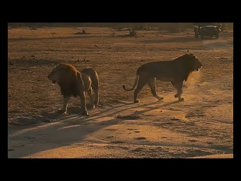 Khanya Talamati & Nkuhuma Male Lions after chasing Nkuhuma Breakaway Male and Kambula Lionesses