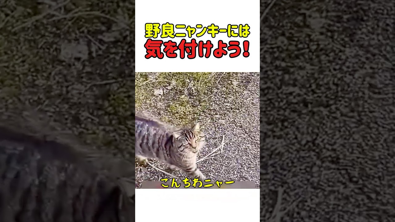 野良ニャンキーには気を付けよう！革靴ボロボロされっで！　#猫 #ねこ #にゃんこ #猫動画 #猫のいる暮らし #面白い #面白映像 #衝撃映像 #爆笑 #事故 #shorts