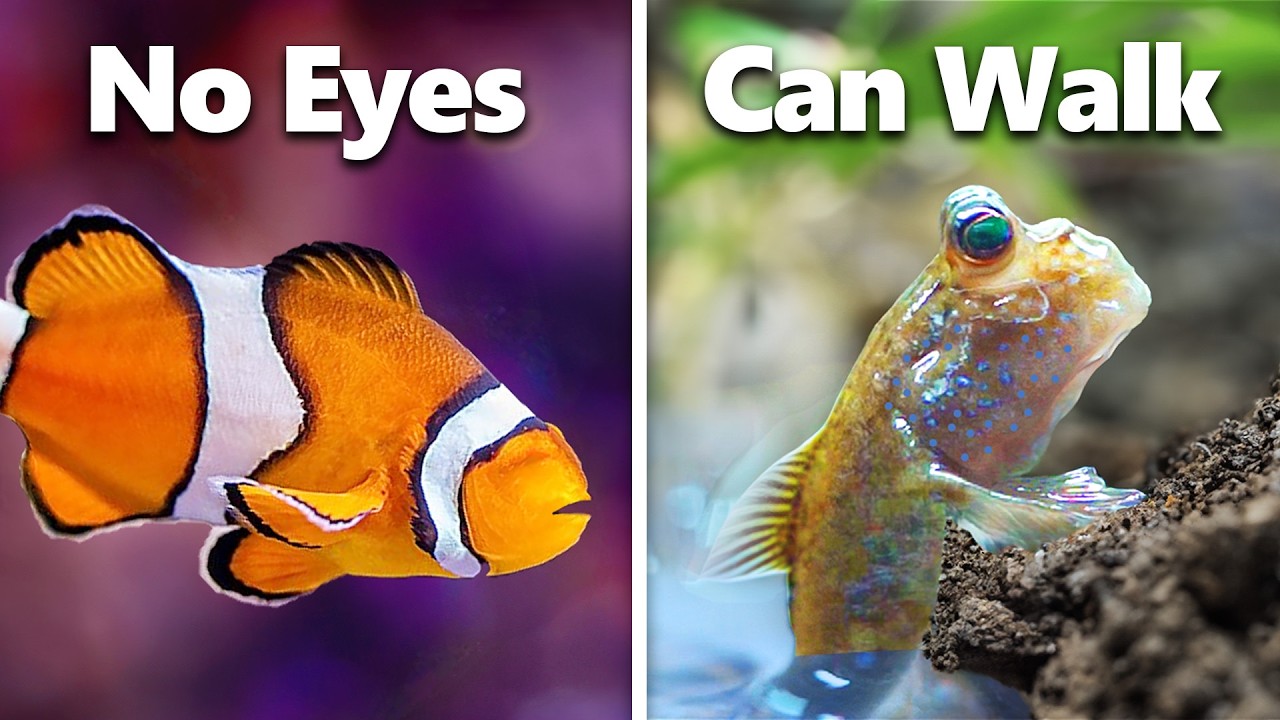 I Got The 7 Weirdest Pet Fish...