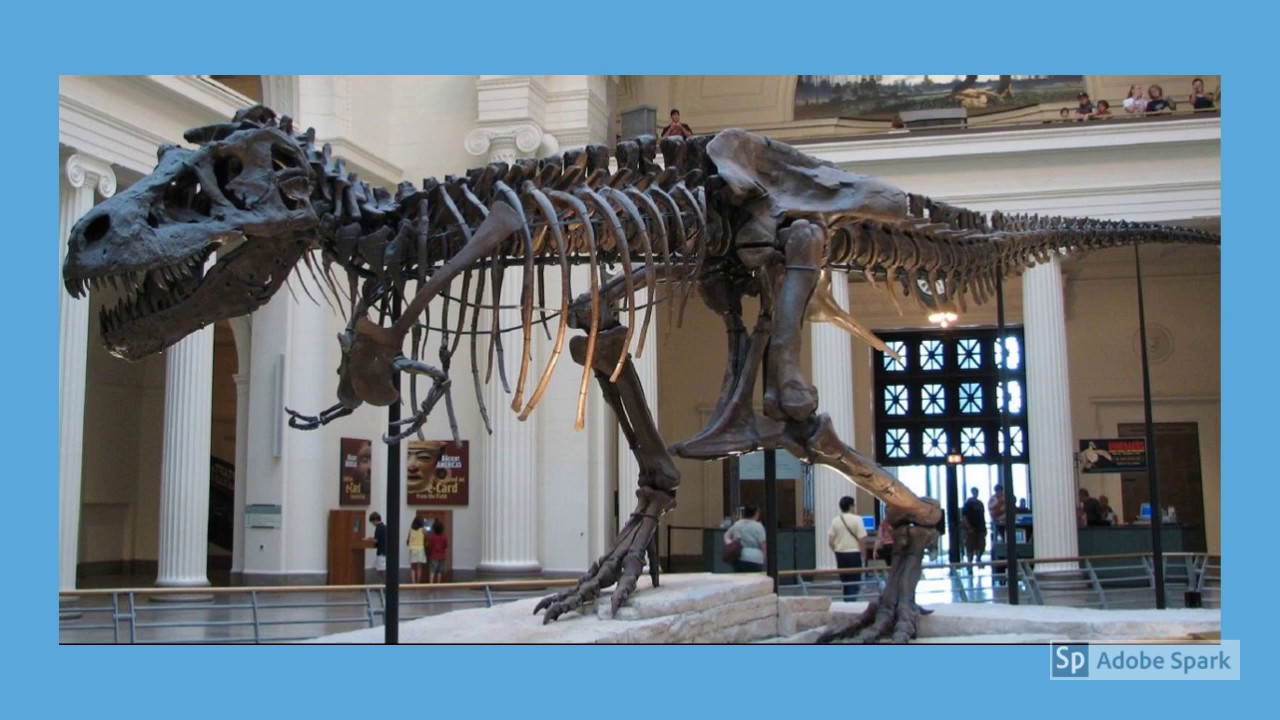 Fossils - Year 3 Topic