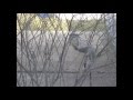 Trapeze Squirrel